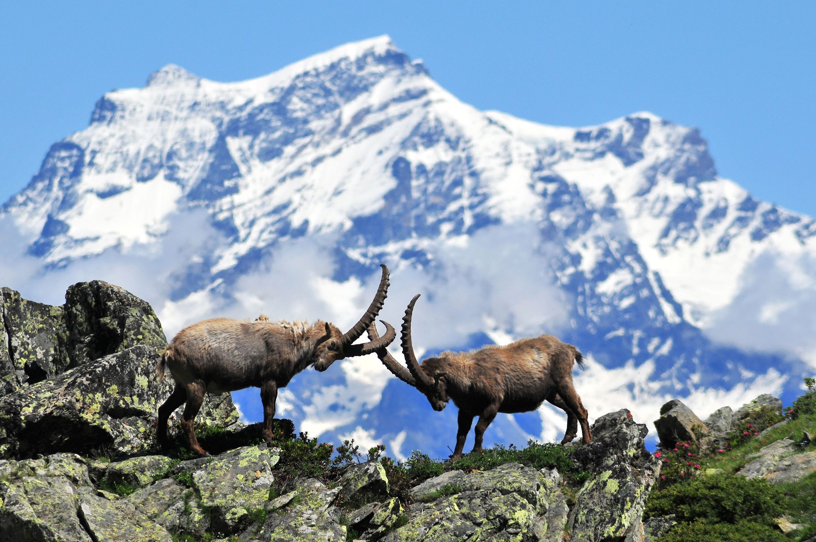 Gran Paradiso National Park - Gran Paradiso | Secret World Trip Planner