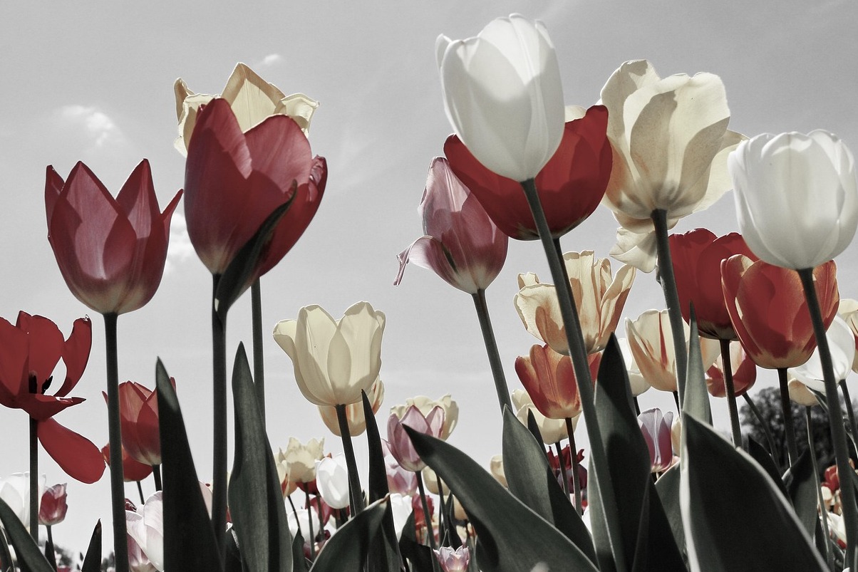 Wonderful pics of windmills surrounded by tulips fields - Zaandam | Secret World Trip Planner