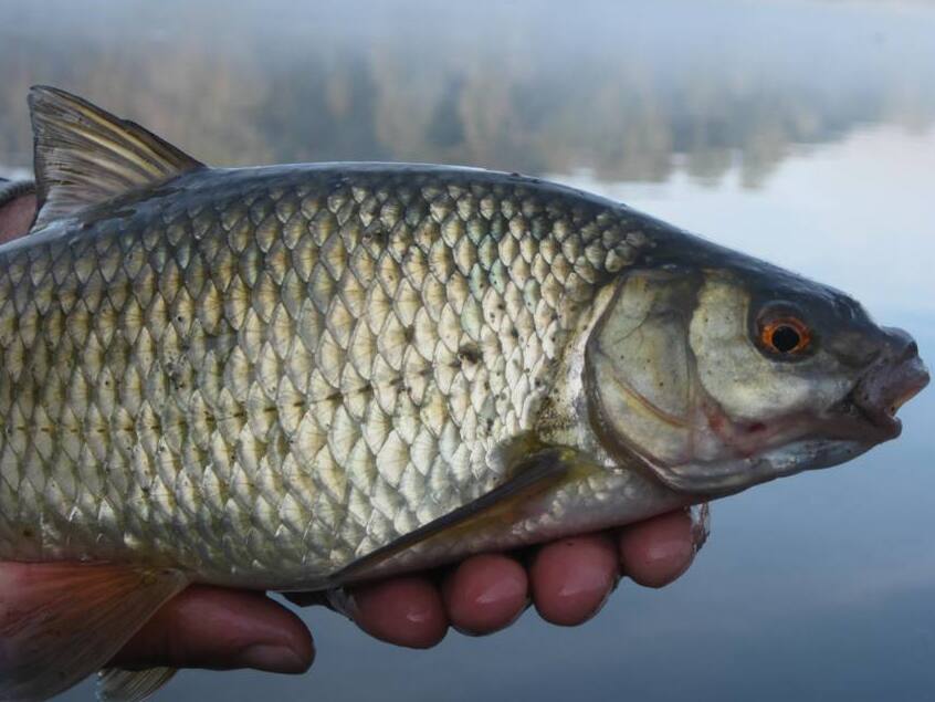Pigo-Fisch, eine Delikatesse des Sees - Lecco | Secret World Trip Planner