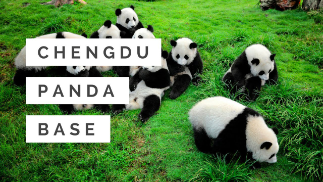 Giant pandas — Chengdu Research Base of Giant Panda Breeding