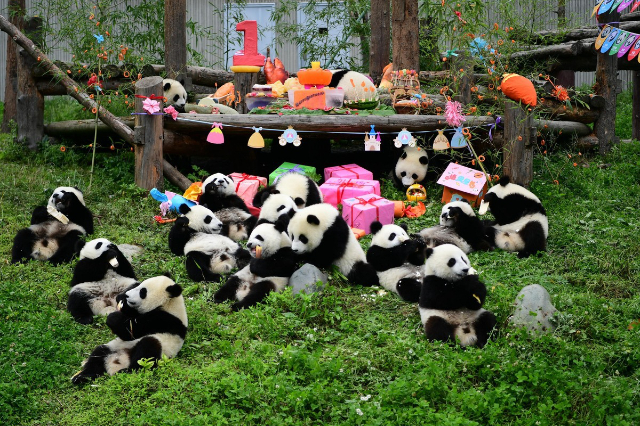 Giant pandas - Chengdu Research Base of Giant Panda Breeding | Secret World Trip Planner