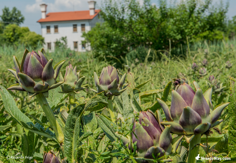 St. Erasmus Artichoke - Venezia | Secret World Trip Planner