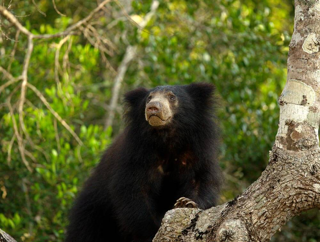 Wilpattu-Nationalpark