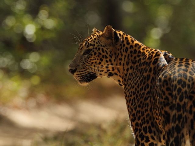 Wilpattu-Nationalpark | Secret World Trip Planner