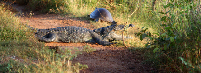 Wilpattu-Nationalpark | Secret World Trip Planner