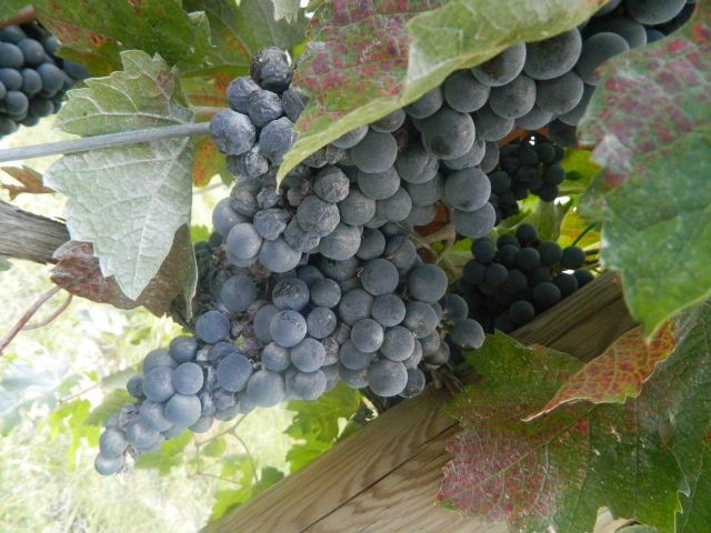 ಲೆಜೆಂಡ್ ಆಫ್ ಸಾಂಗಿಯೋವೀಸ್ - Santarcangelo di Romagna | Secret World Trip Planner