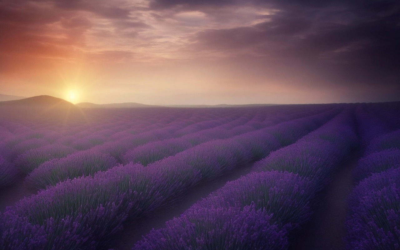 Magische Lavendelfelder in der Provence - Provence | Secret World Trip Planner