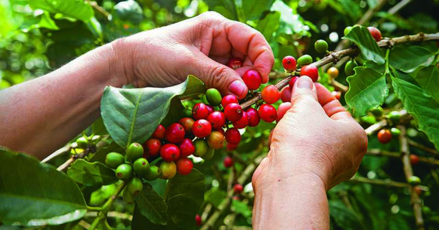 Das Manabí-Café - Manta | Secret World Trip Planner