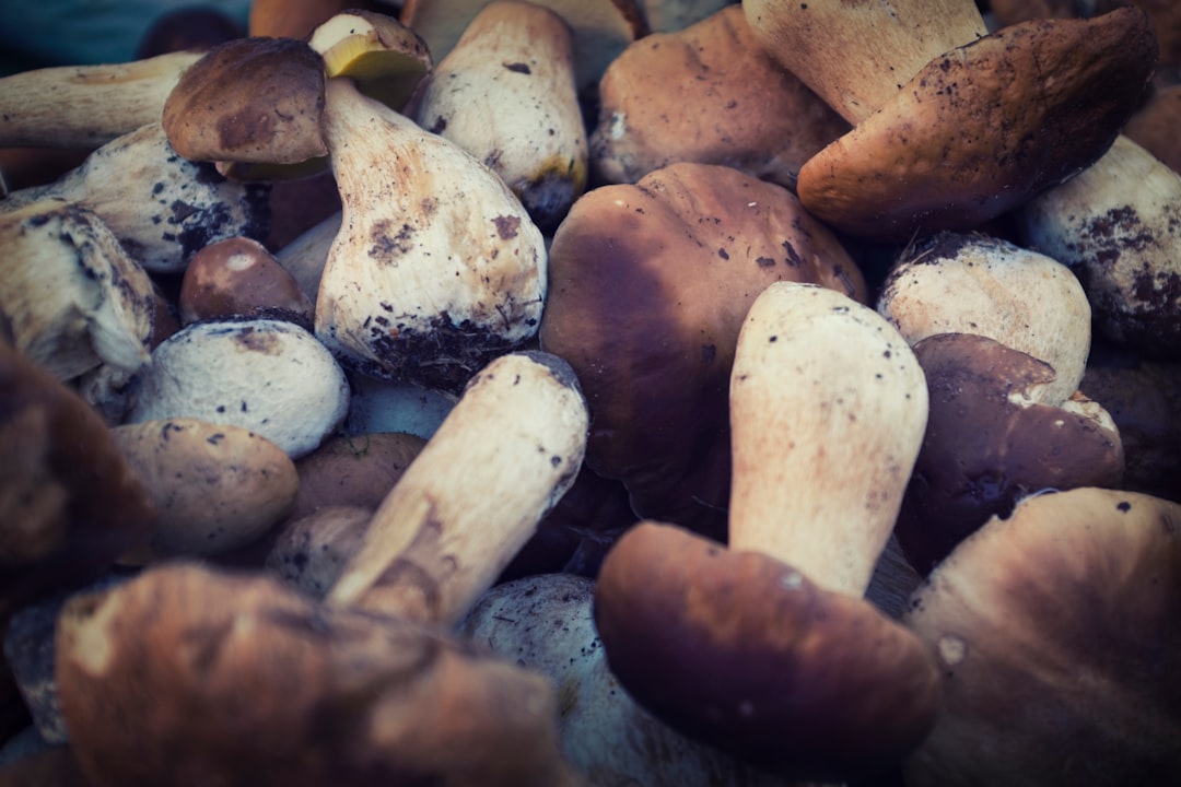 Soups with mushrooms - Civitella del Tronto | Secret World Trip Planner