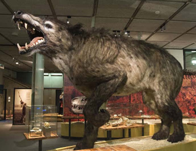 Museum of the Beast of Gévaudan — Saugues