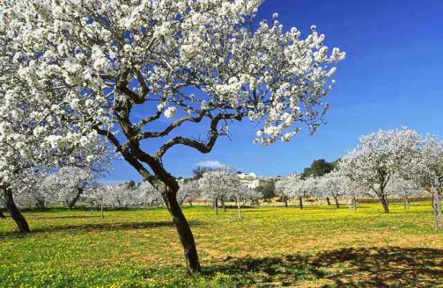 Mandelblüte - Ivissa | Secret World Trip Planner
