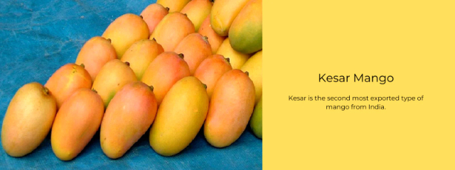 Königin der Mangos, Kesar — Lucknow