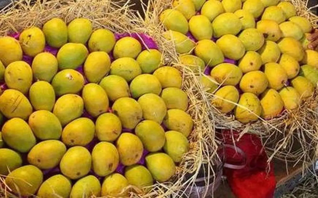 Königin der Mangos, Kesar - Lucknow | Secret World Trip Planner