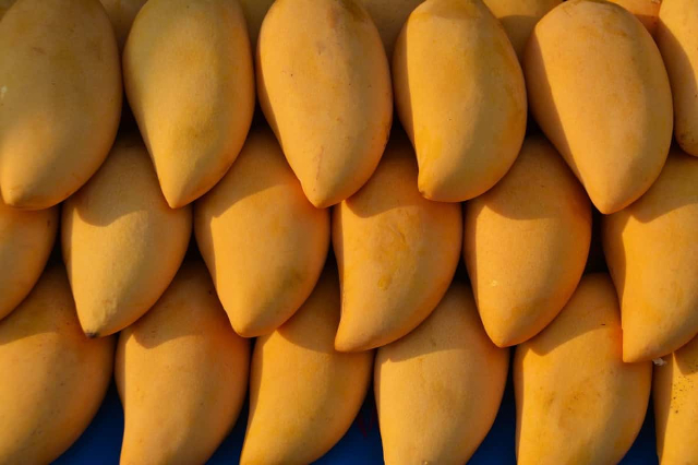 Königin der Mangos, Kesar - Lucknow | Secret World Trip Planner