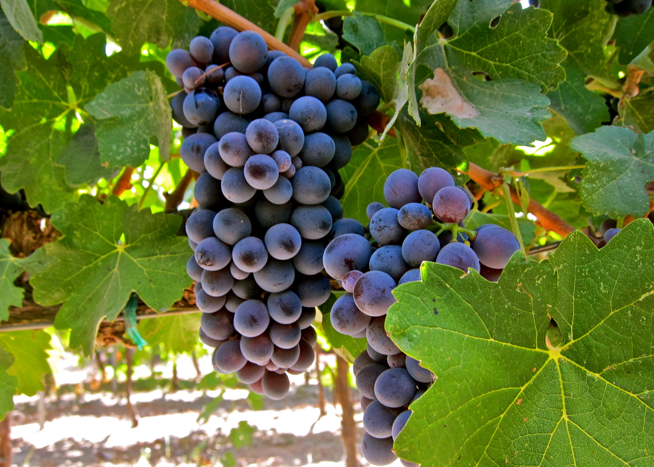 Top Wines of The World | Barbera d'Alba doc - 12051 Alba CN | Secret World Trip Planner