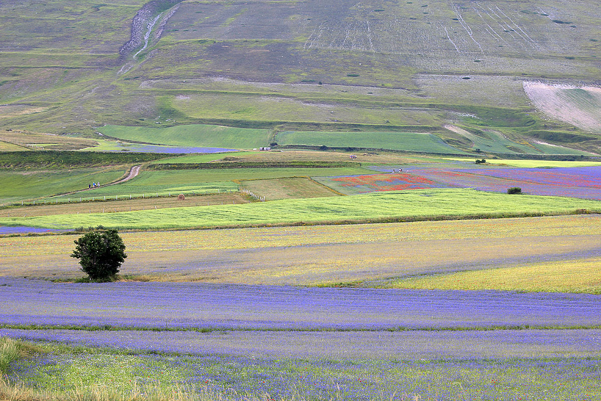 Castelluccio এর ফুল - Castelluccio | Secret World Trip Planner
