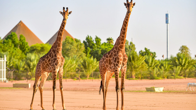Riyadh Zoo: A Journey into Nature and Wonder — Riyadh