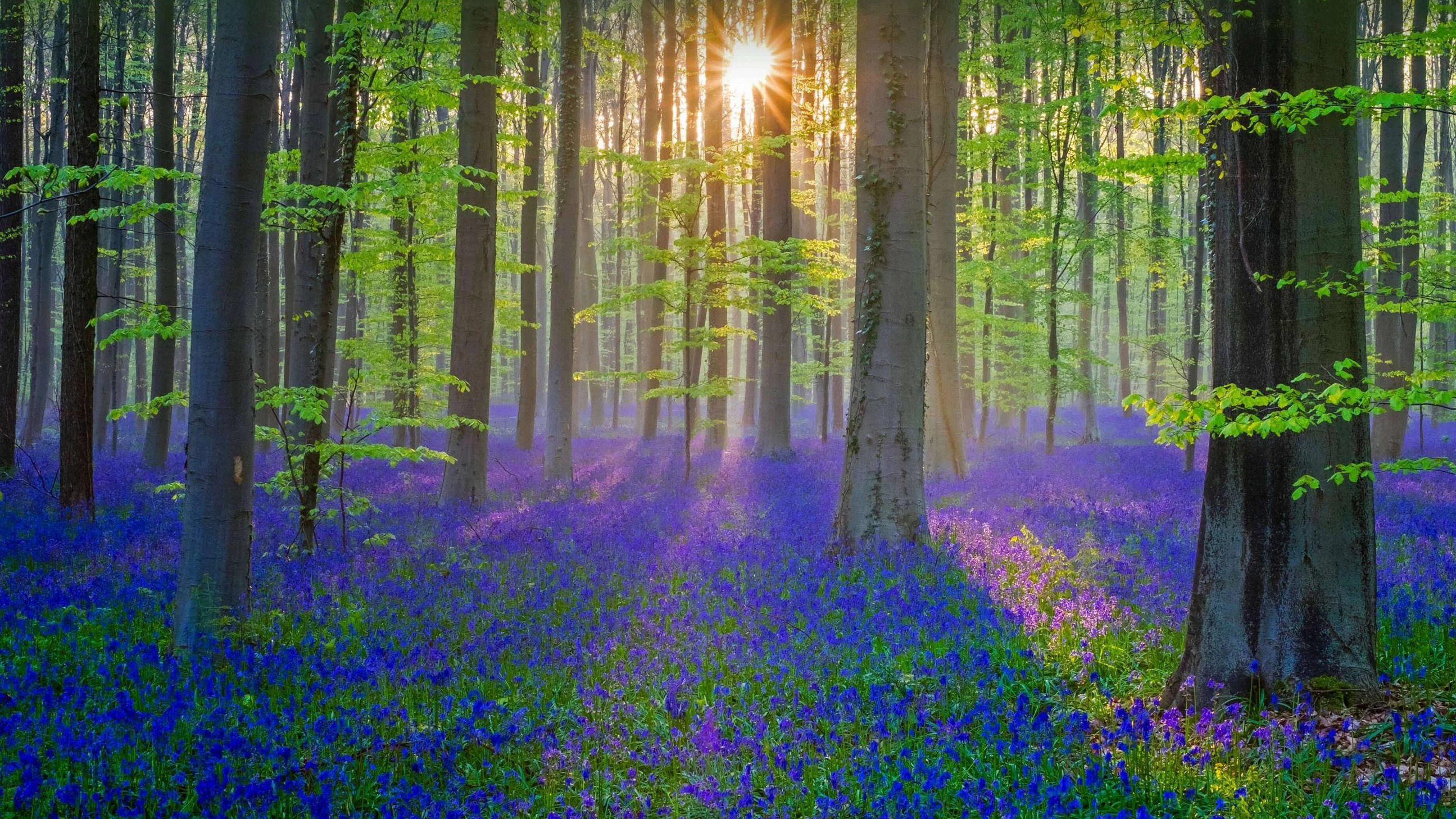 Hallerbos, the forest that colors itself blue — Halle