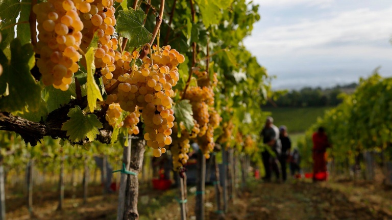 San Gimignanoko Vernaccia - San Gimignano SI | Secret World Trip Planner
