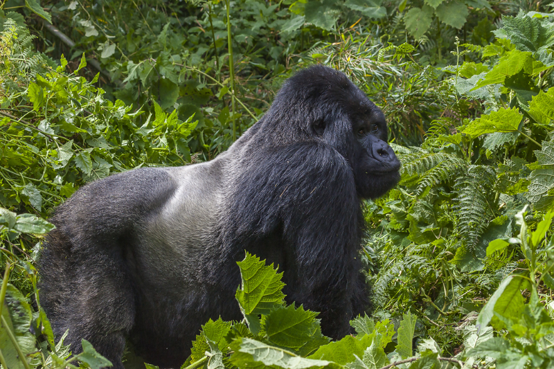 Virunga-Nationalpark - Bulambo | Secret World Trip Planner