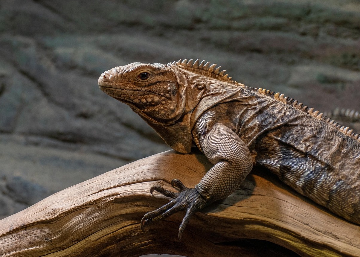 The Cleveland Metroparks Zoo - Cleveland | Secret World Trip Planner