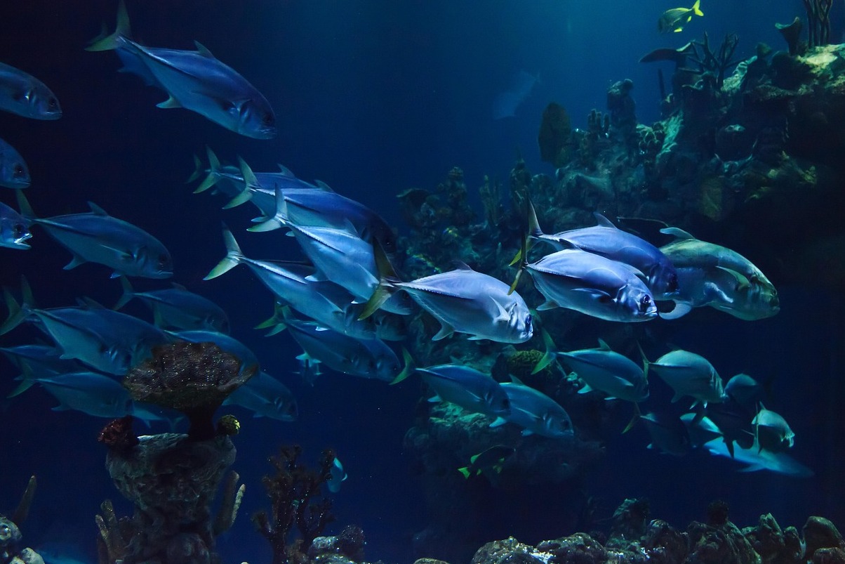 The National Aquarium - Baltimora | Secret World Trip Planner
