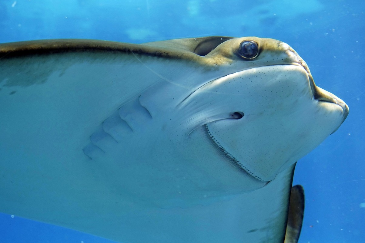 The National Aquarium - Baltimora | Secret World Trip Planner