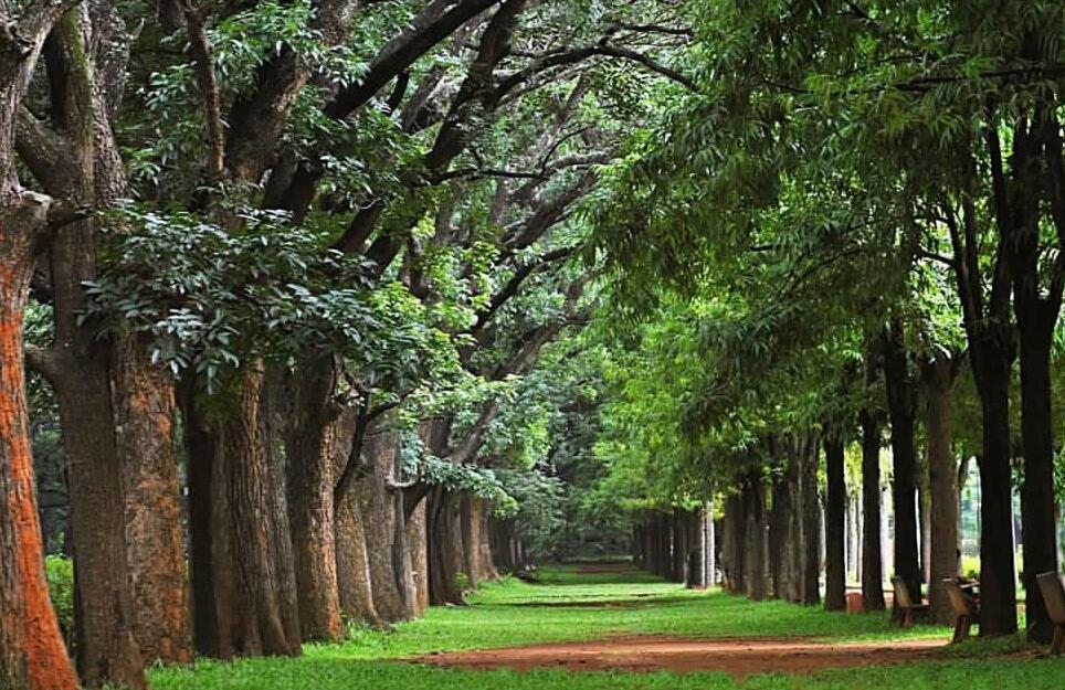 Bangalore | Cubbon Park — Bangalore