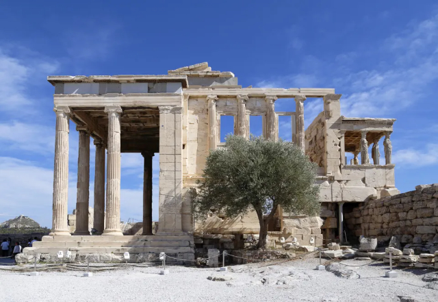 Der Olivenbaum auf der Akropolis — Atene