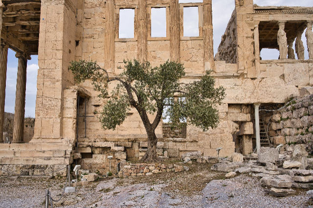 Der Olivenbaum auf der Akropolis - Atene | Secret World Trip Planner