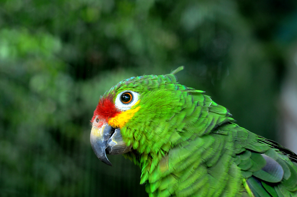 Jungle Island - Miami | Secret World Trip Planner