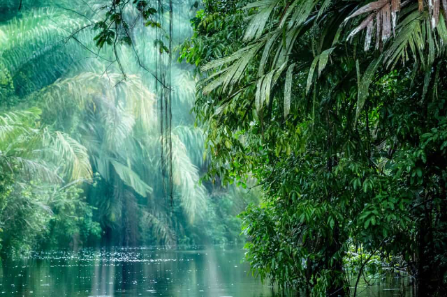Tortuguero National Park - Provincia di Limón | Secret World Trip Planner
