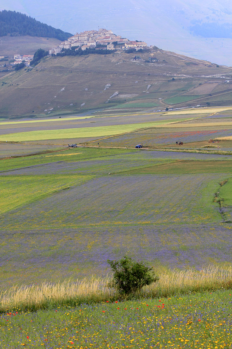 კასტლუჩიოს ყვავილობა - Castelluccio | Secret World Trip Planner