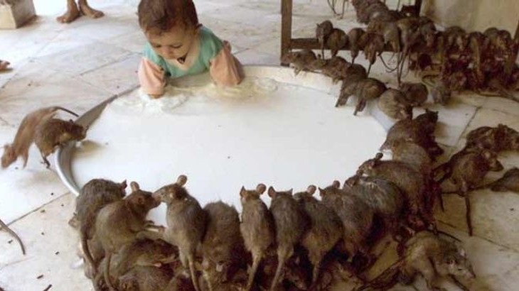 Karni Mata-Tempel - Bikaner | Secret World Trip Planner