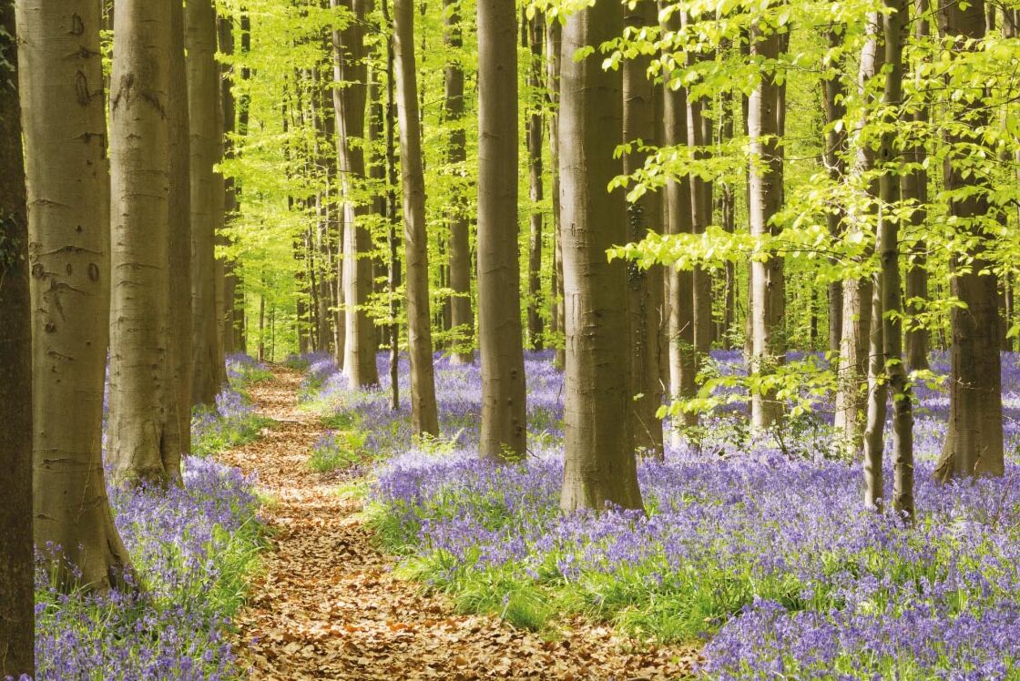  Hal :The Carpets of blue bell of hyacinths in the wood — Hallerbos
