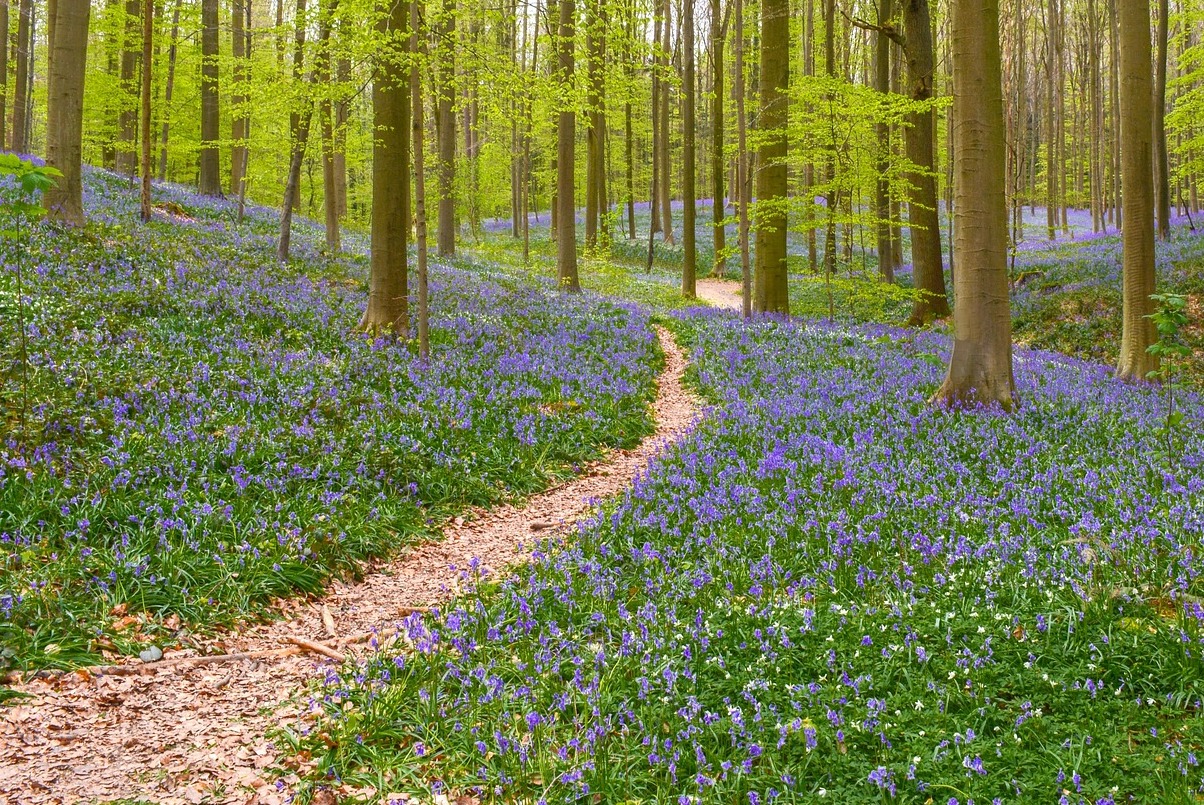Hal :The Carpets of blue bell of hyacinths in the wood - Hallerbos | Secret World Trip Planner