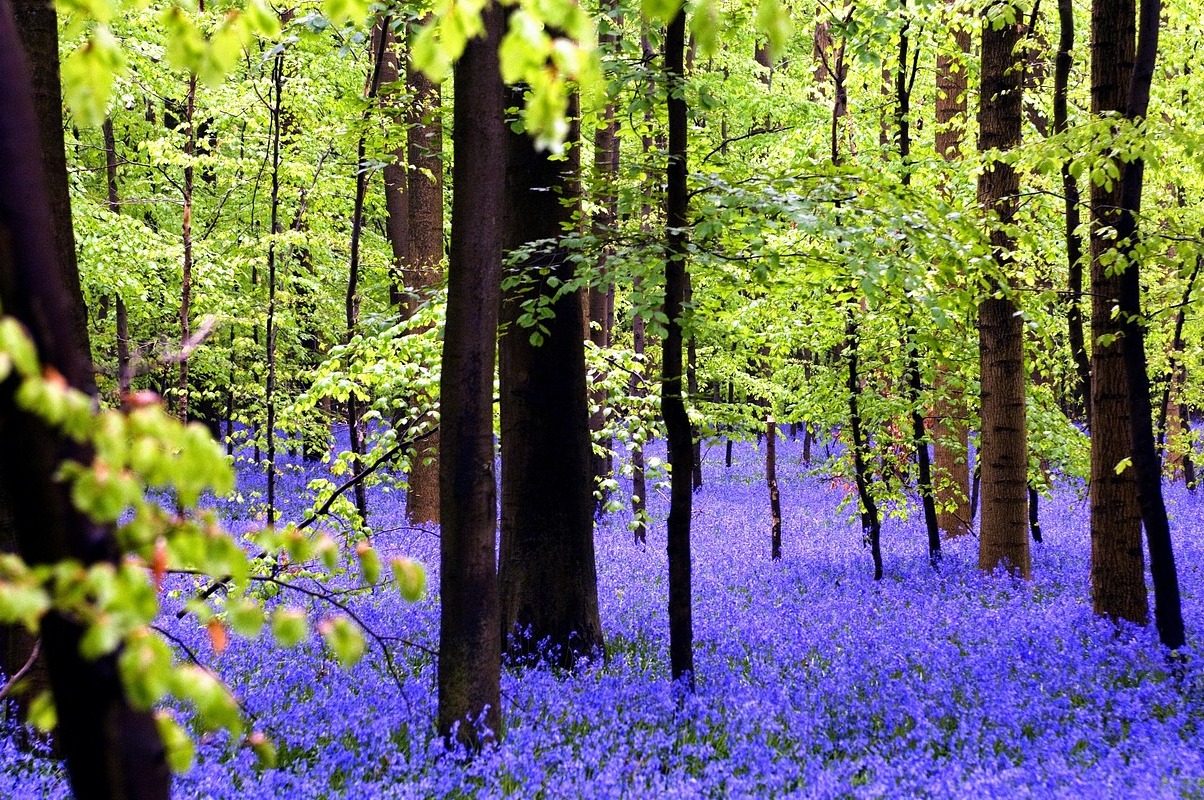 Hal :The Carpets of blue bell of hyacinths in the wood - Hallerbos | Secret World Trip Planner