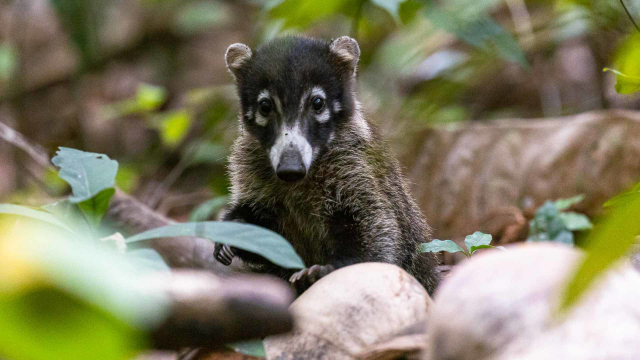 Corcovado National Park - Los Patos Sirena Trail | Secret World Trip Planner
