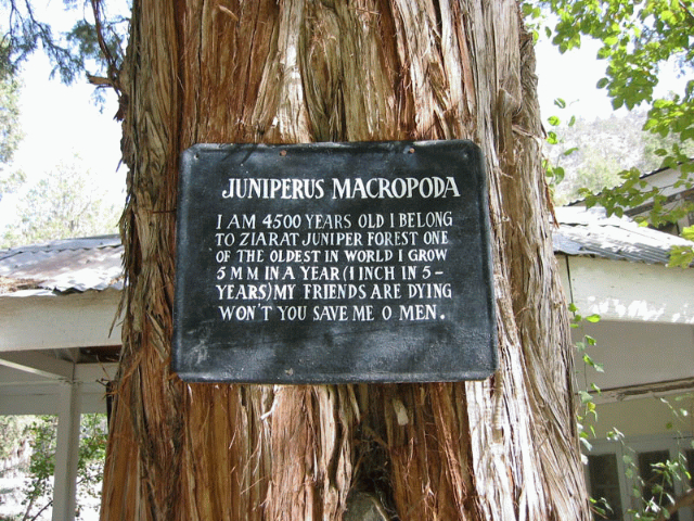The Ziarat Juniper Forest, - Ziarat | Secret World Trip Planner
