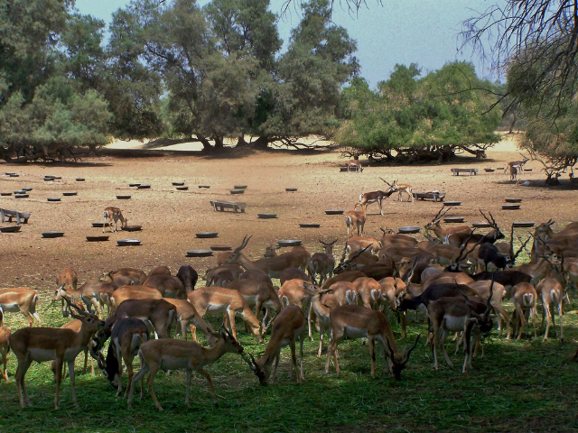 Lal Suhanra National Park — Bahawalpur