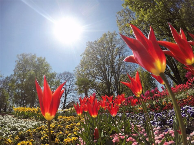 Mainau, die Insel der Blumen - Costanza | Secret World Trip Planner