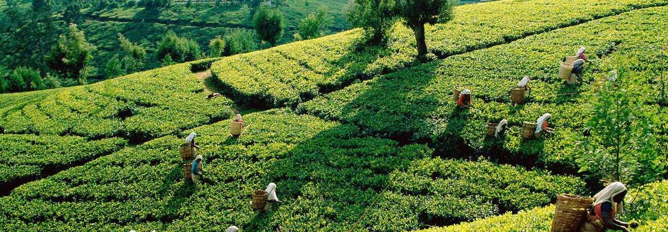 Kolukkumalai Tea Estate in Munnar — Munnar