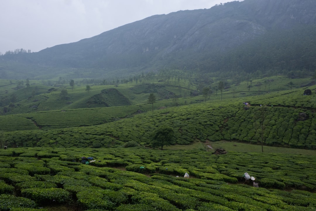 Kolukkumalai Tea Estate in Munnar - Munnar | Secret World Trip Planner