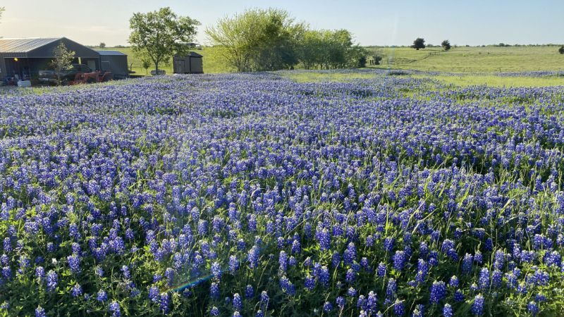 Ennis Bluebonnet Trails — Ennis