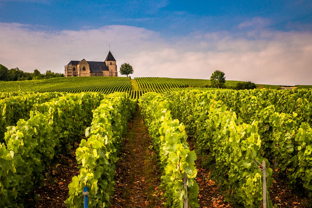 Unesco | Champagne and its vineyards - Champagne | Secret World Trip Planner