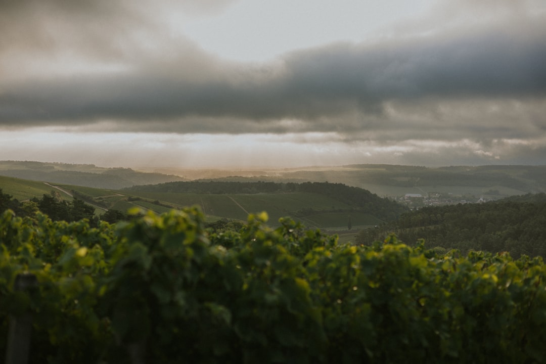 Unesco | Champagne and its vineyards - Champagne | Secret World Trip Planner