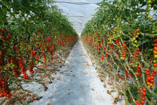 Pachino-Tomaten - Pachino | Secret World Trip Planner
