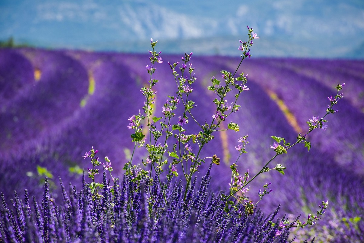 Roussillon, France Wonder - Roussillon | Secret World Trip Planner