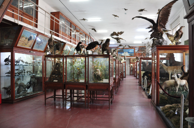 Grant-Museum für Zoologie — 21 University St