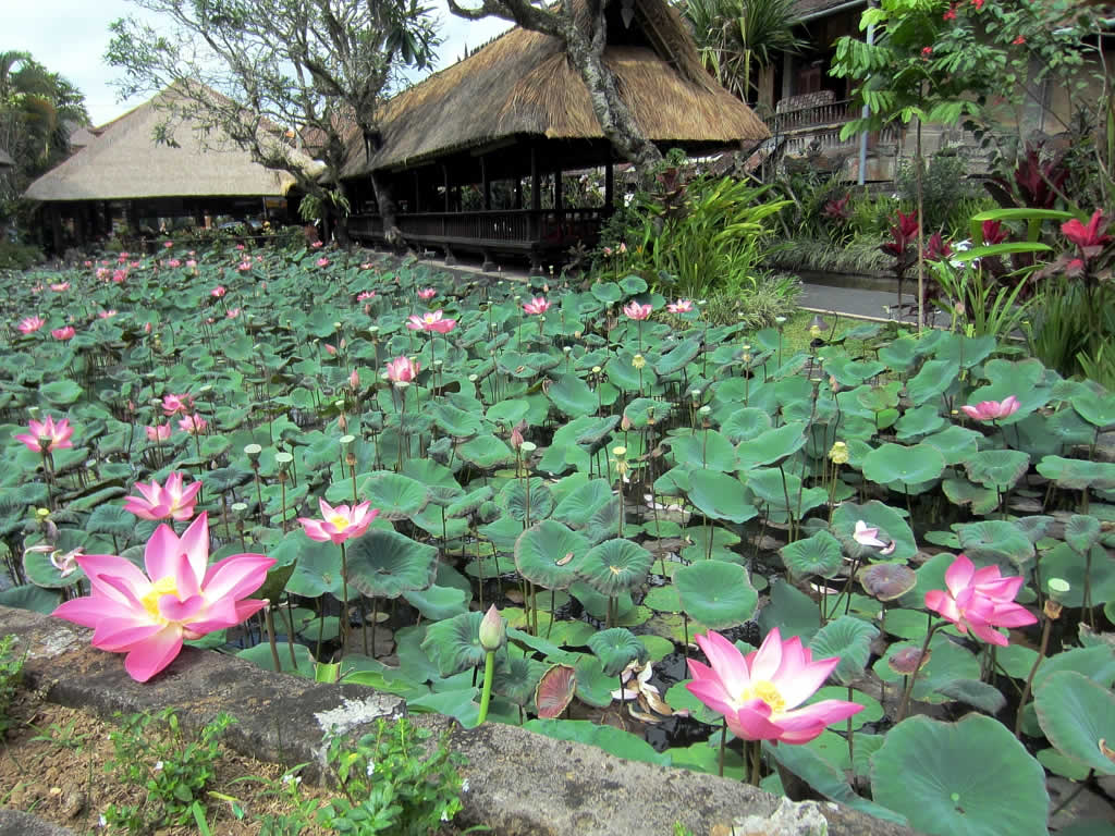 Bali: The Pura Taman Saraswati, a beautiful water temple - Kabupaten Gianyar | Secret World Trip Planner